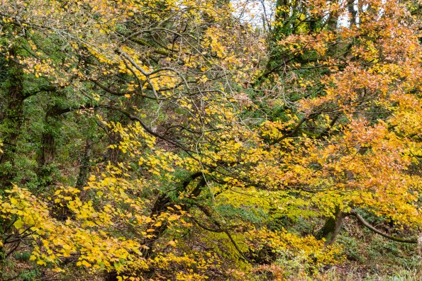 Yarrow Valley Park-021