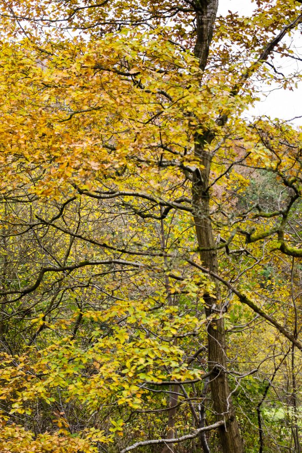 Yarrow Valley Park-022