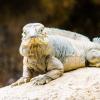 Australia 2013-002