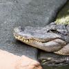 Australia 2013-004