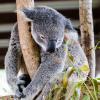 Australia 2013-015
