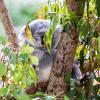 Australia 2013-017