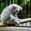 Australia 2013-035