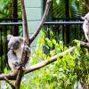 Australia 2013-040