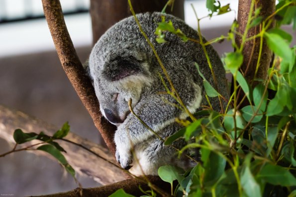 Australia 2013-042