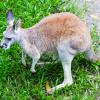 Australia 2013-046