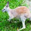 Australia 2013-047
