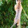 Australia 2013-060