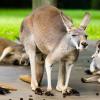 Australia 2013-075