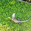 Australia 2013-014