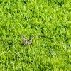 Australia 2013-016