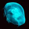Australia 2013-023