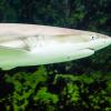 Australia 2013-037