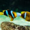 Australia 2013-040