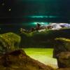 Australia 2013-049