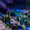 Australia 2013-053