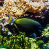 Australia 2013-054