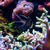 Australia 2013-057