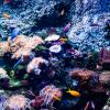 Australia 2013-059