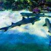 Australia 2013-060