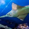 Australia 2013-062