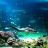 Australia 2013-063