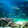 Australia 2013-066
