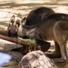 Australia 2013-021
