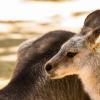 Australia 2013-022