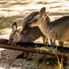 Australia 2013-023