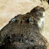 Australia 2013-027