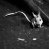 Australia 2013-031