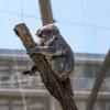 Australia 2013-035