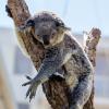 Australia 2013-036