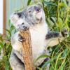Australia 2013-039