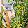 Australia 2013-040