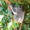 Australia 2013-041