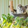 Australia 2013-042