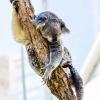 Australia 2013-043