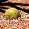 Australia 2013-039