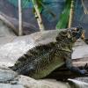 Australia 2015-030