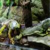 Australia 2015-040