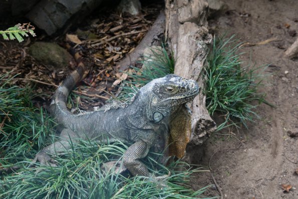 Australia 2015-043