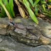 Australia 2015-044