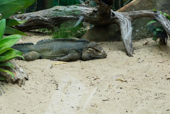 Australia 2015-046