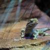 Australia 2015-049