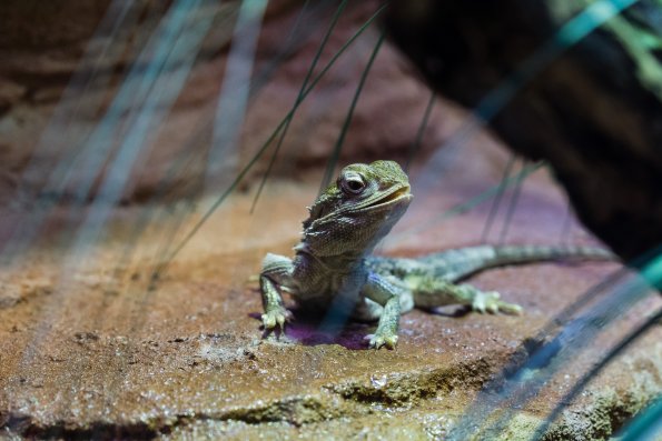 Australia 2015-049