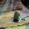 Australia 2015-050