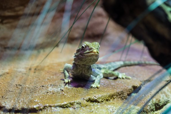 Australia 2015-050