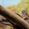 Australia 2015-051